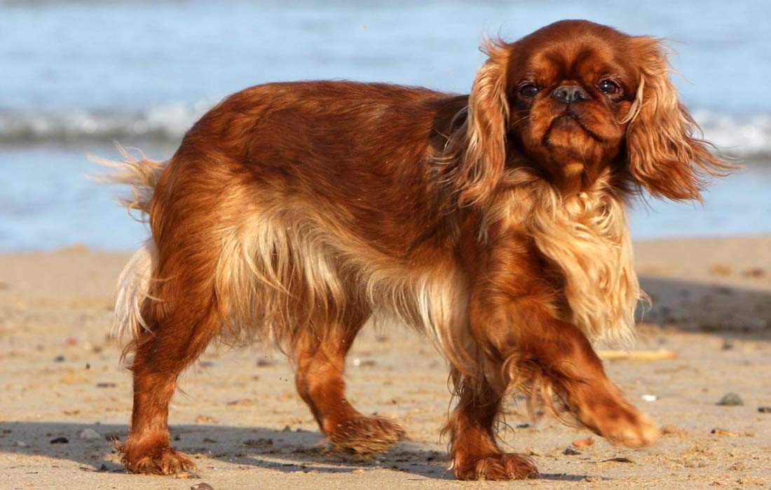 English toy spaniel poodle mix orders