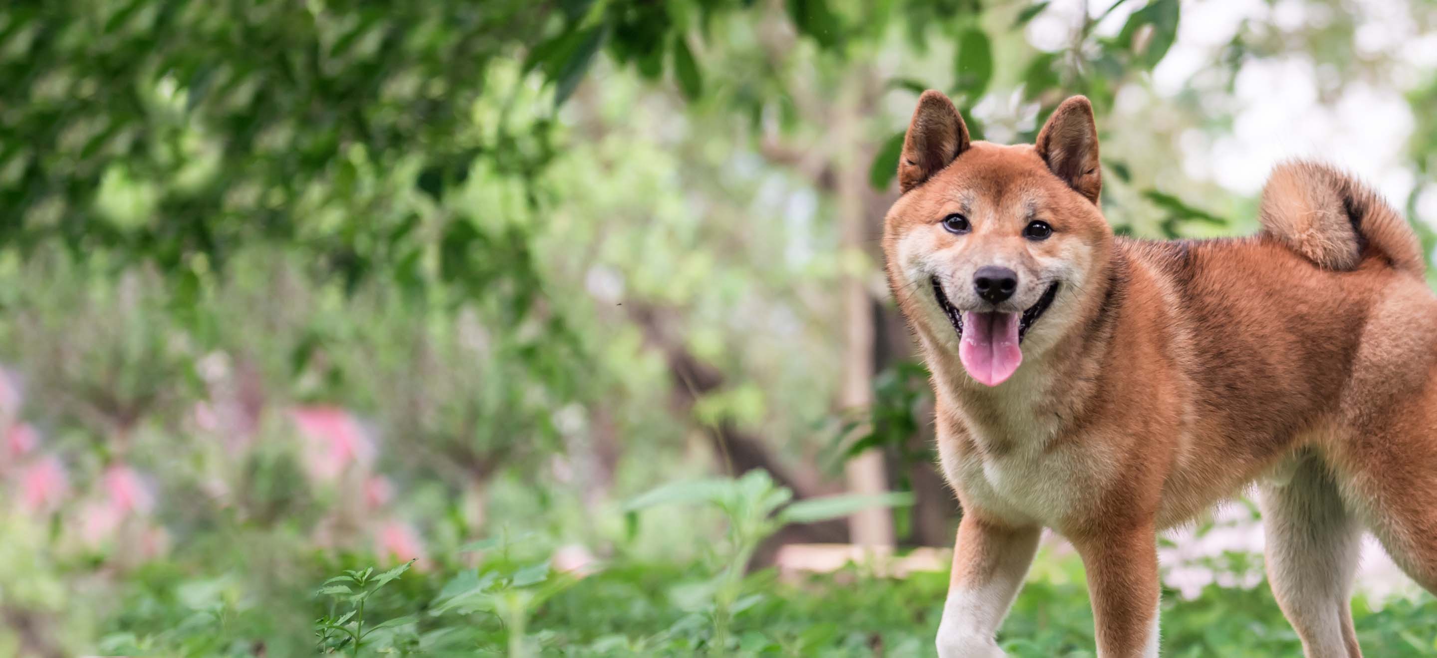 Smiling red Shiba Inu dog standing in the garden image