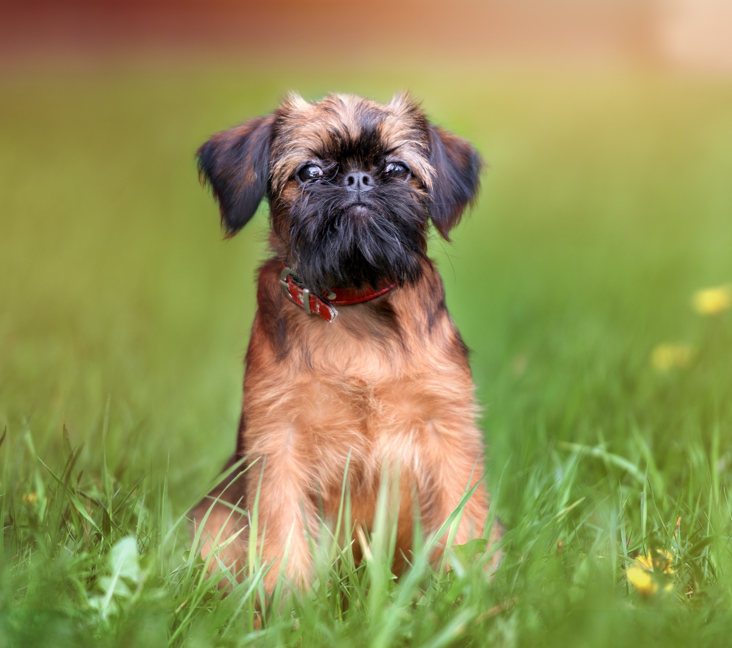 Picture of Brussels Griffon