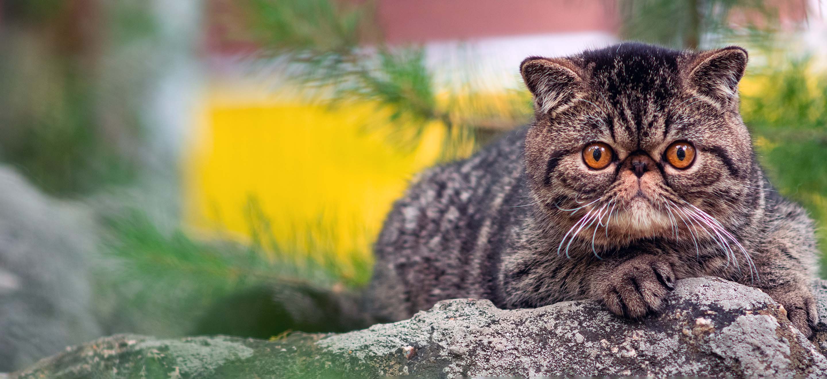 An Exotic brown and black cat laying on a rock in the garden image