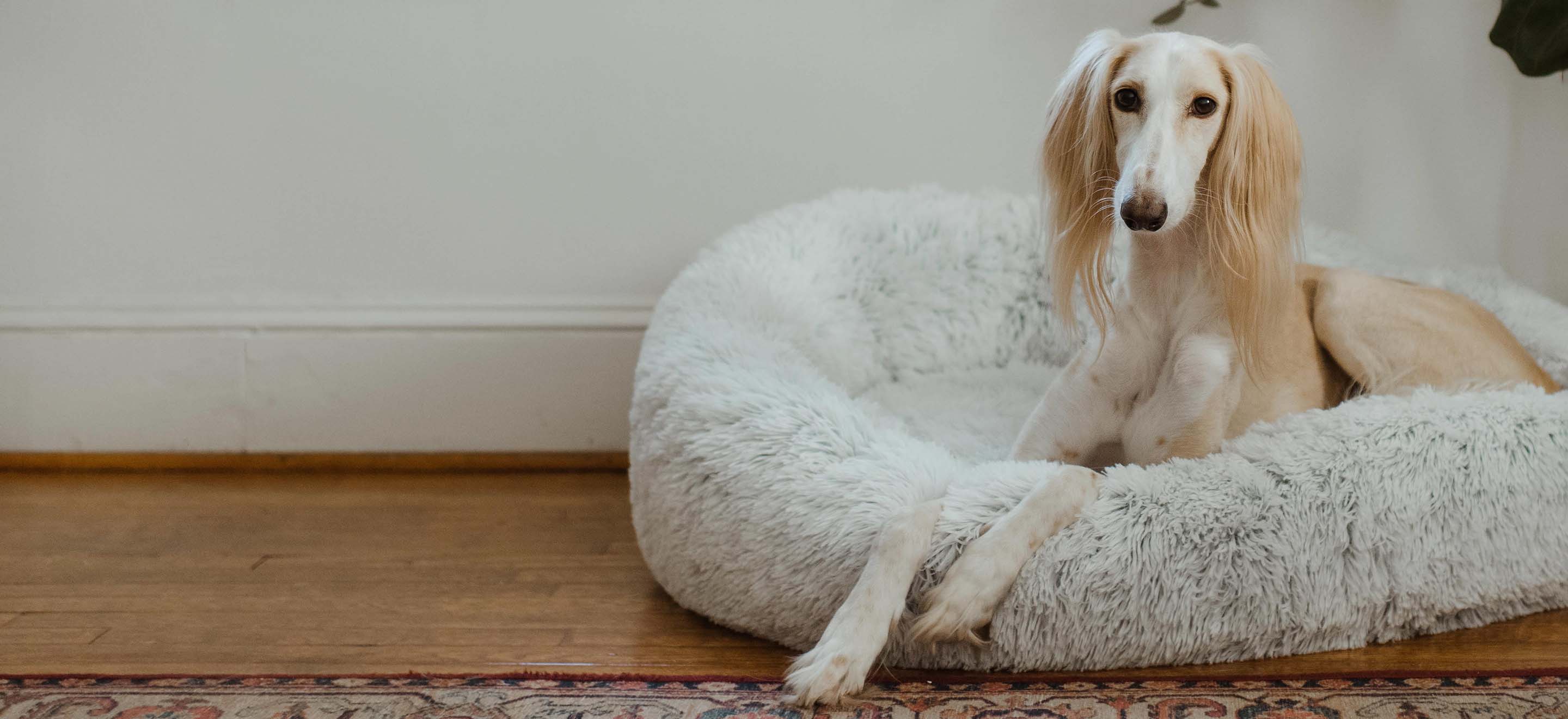 Light tan Saluki dog sitting in a dog bed on the living room floor image