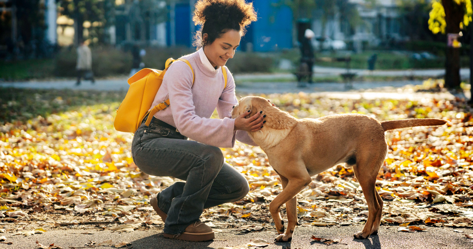 Can You Keep a Stray Dog You Found?