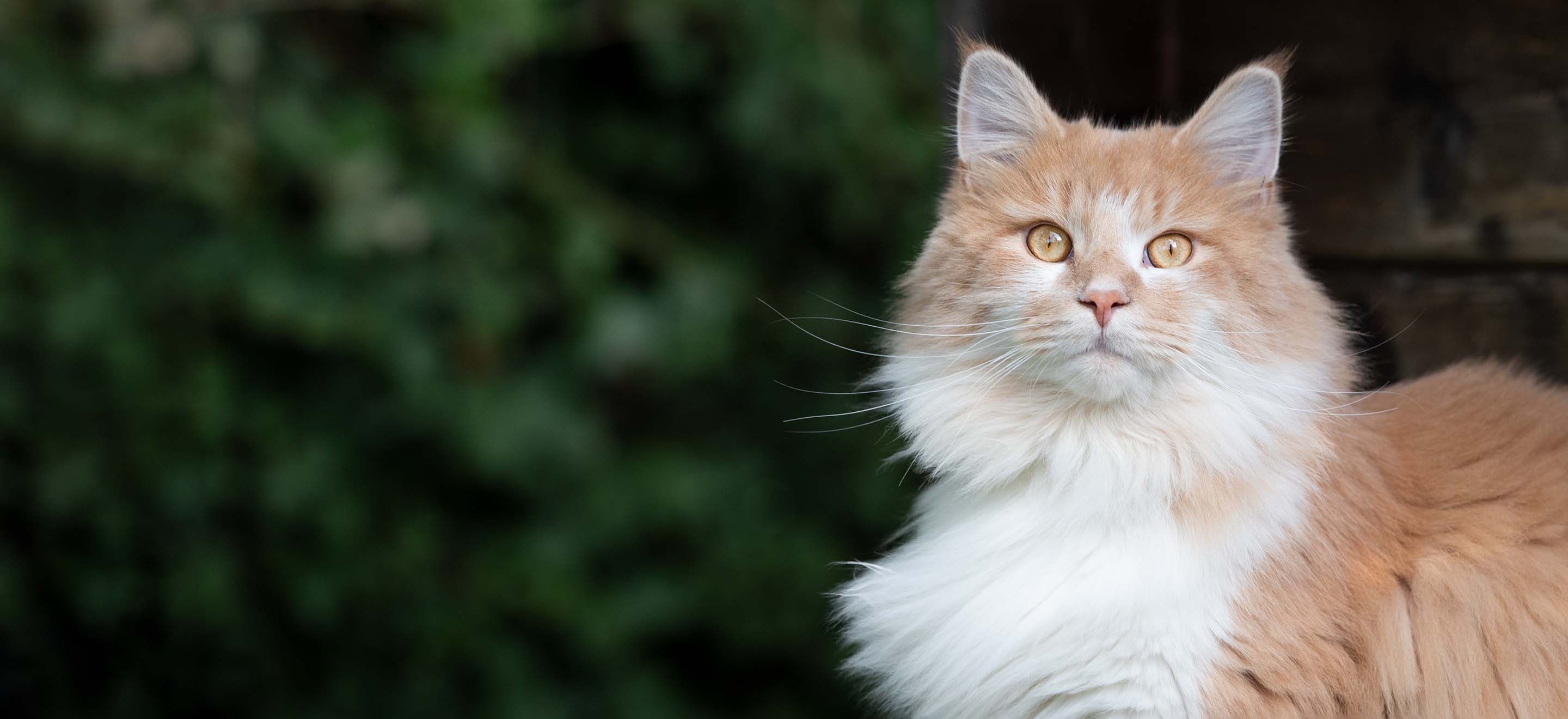 A Ragamuffin cat standing on the back porch with greenery in the background image