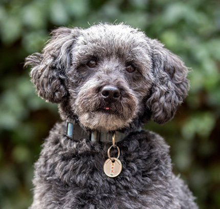 Picture of Schnoodle