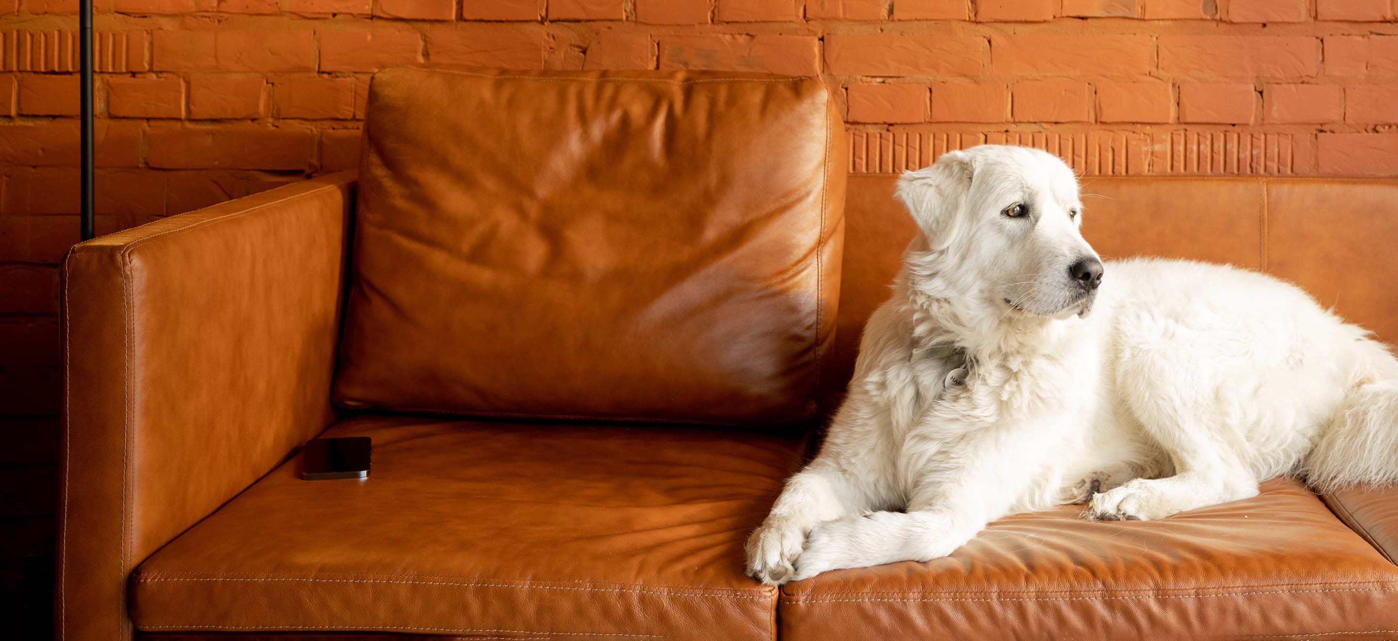 A white Maremma Sheepdog laying on a burnt orange colored couch in the living room image