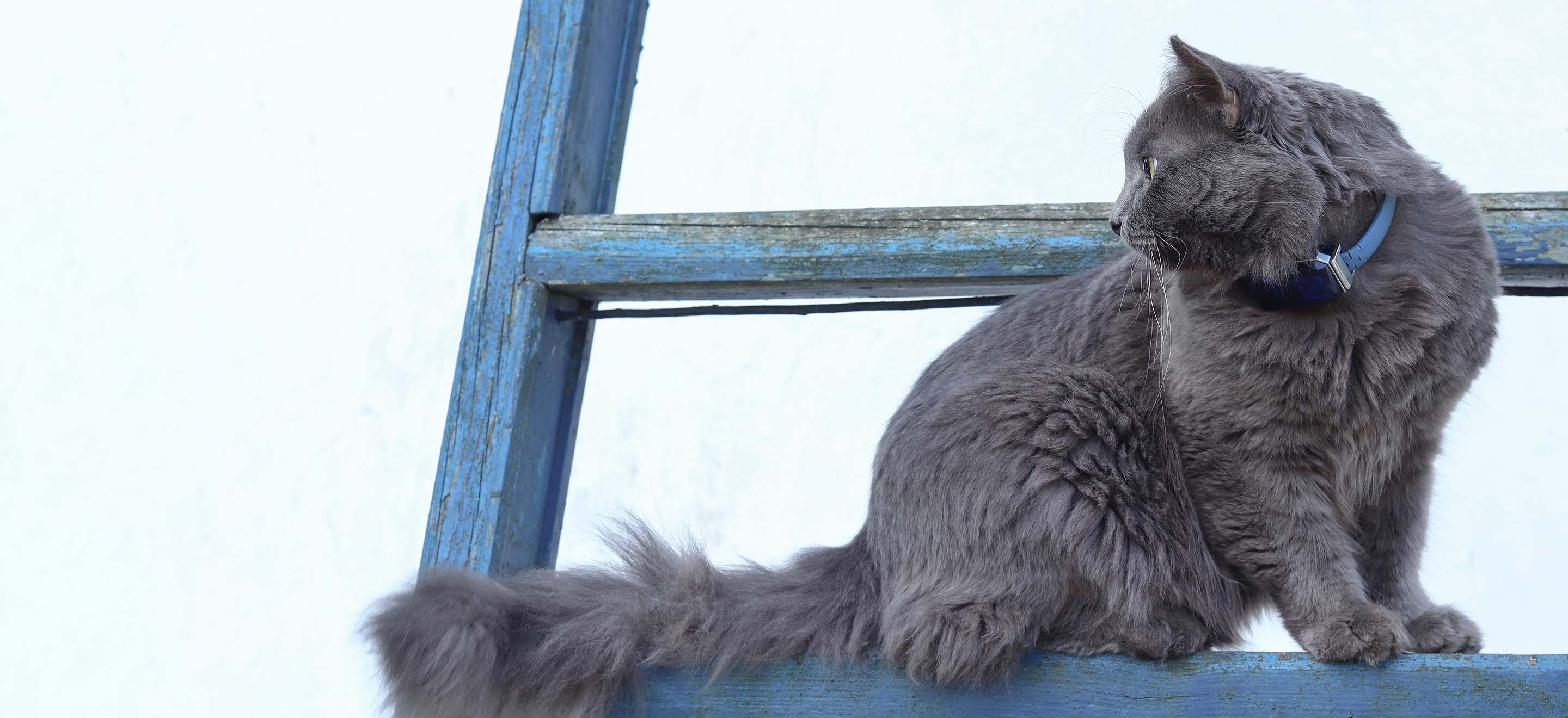 Gray Nebelung cat sitting on the rung of a blue wooden ladder image