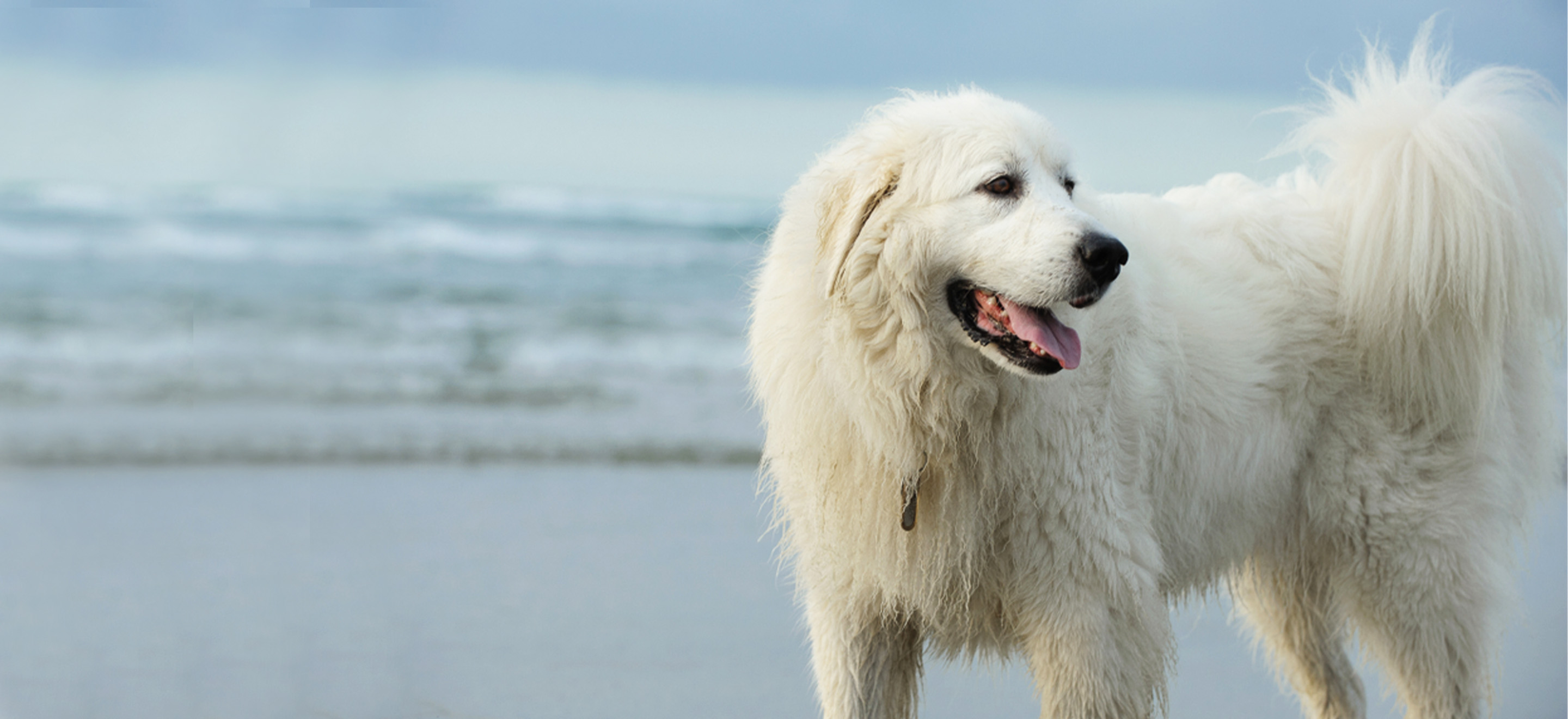 Great Pyrenees pup at the beach image