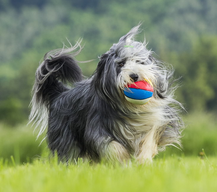 are bearded collie aggressive