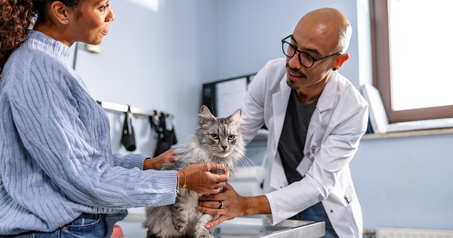 How to Choose a Vet for My Cat?