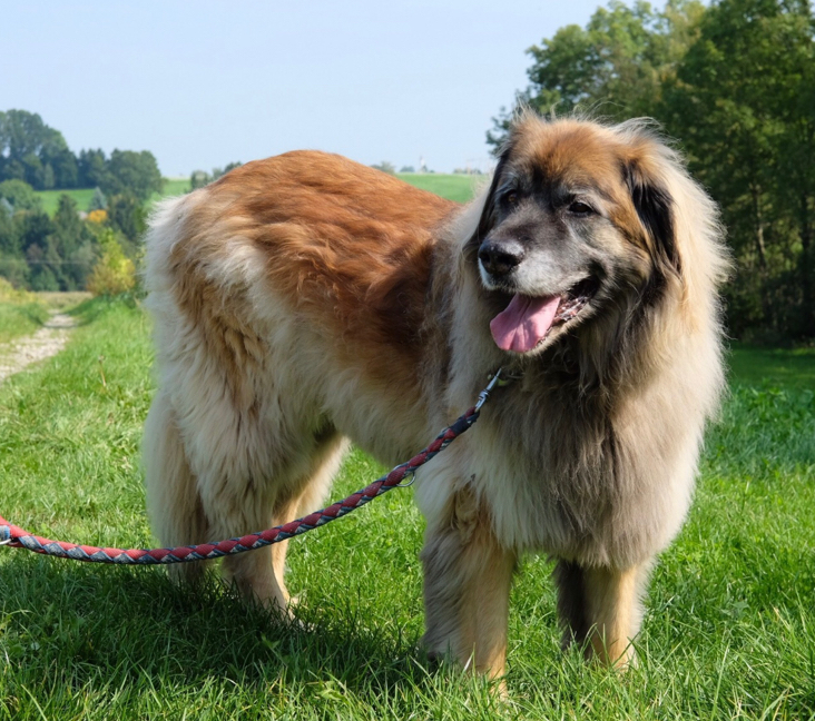 Leonberger dogs 2024 for adoption