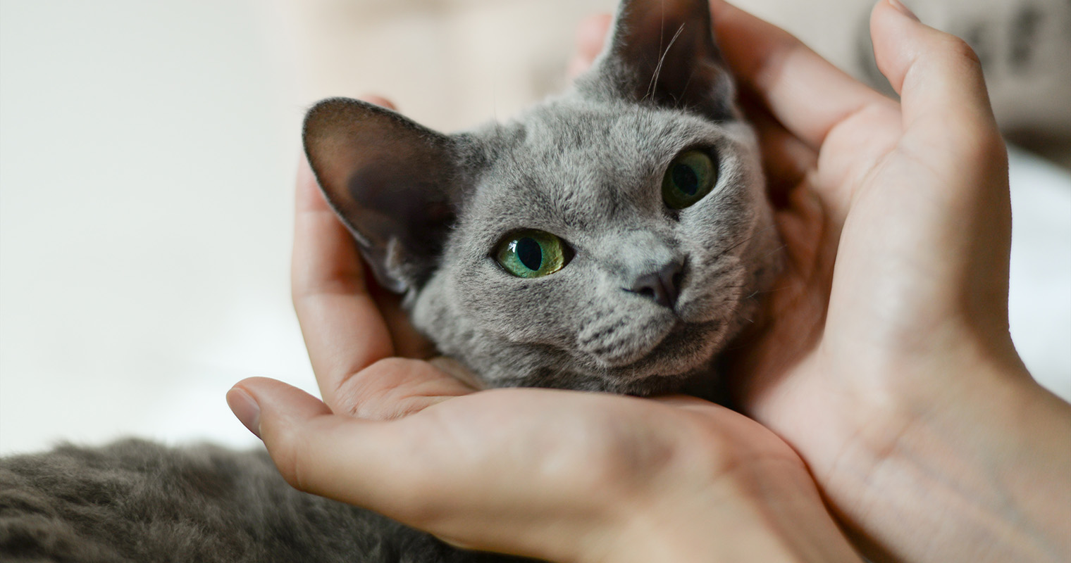 Gray Cat Breeds: 11 Sleek and Silver Kitties