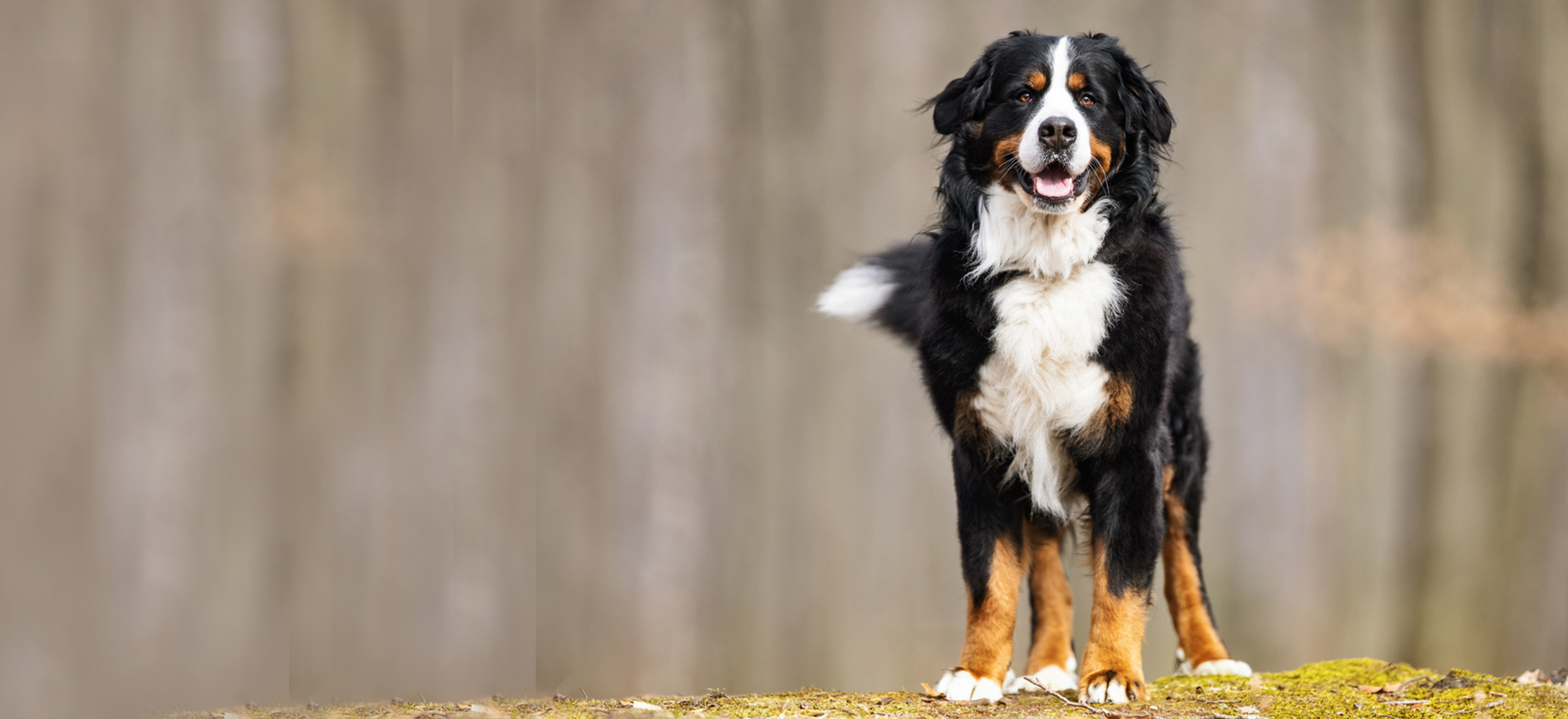 Bernese Mountain Dog standing on hill image