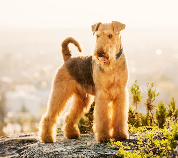 Picture of Airedale Terrier