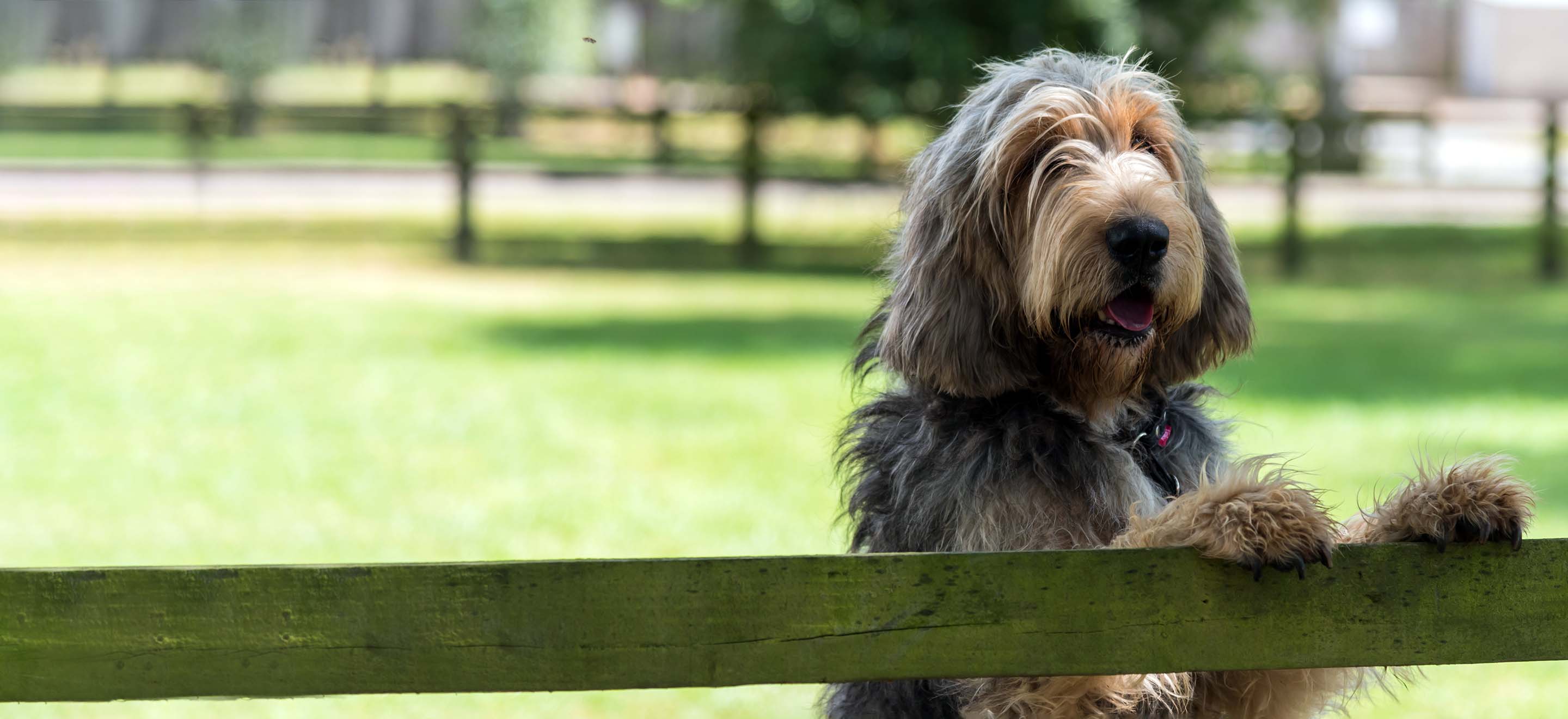A Otterhound standing against a fence in a field outside image
