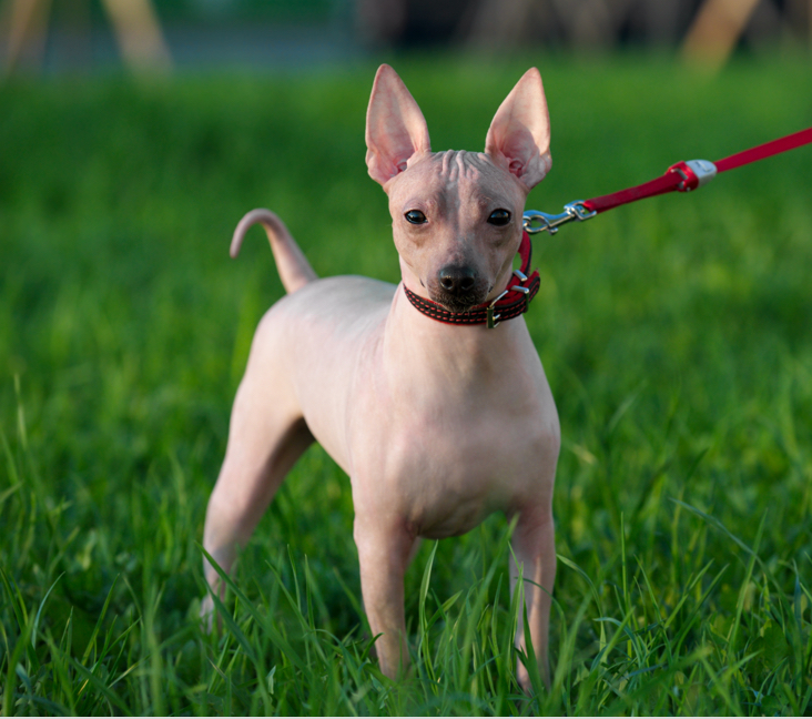 Picture of American Hairless Terrier