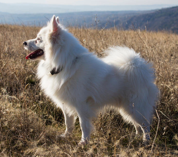 American eskimo dog store rescue