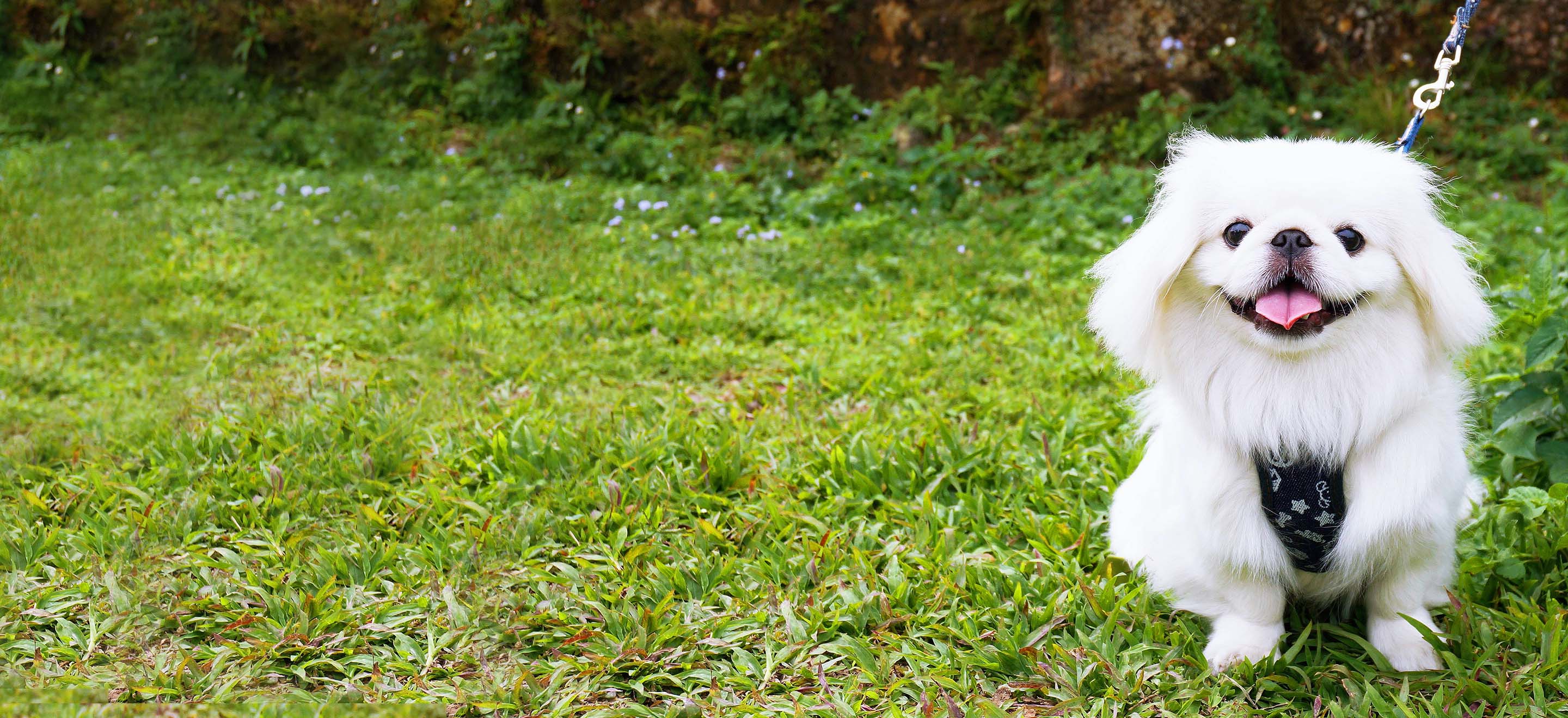 A white Pekingese dog on a leash posing happily in the grass image