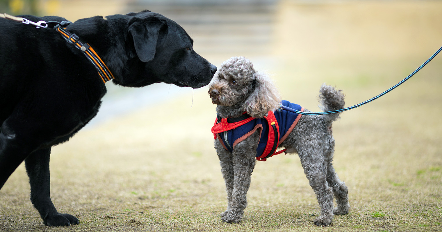 How Do You Stop a Big Dog from Attacking a Little Dog?