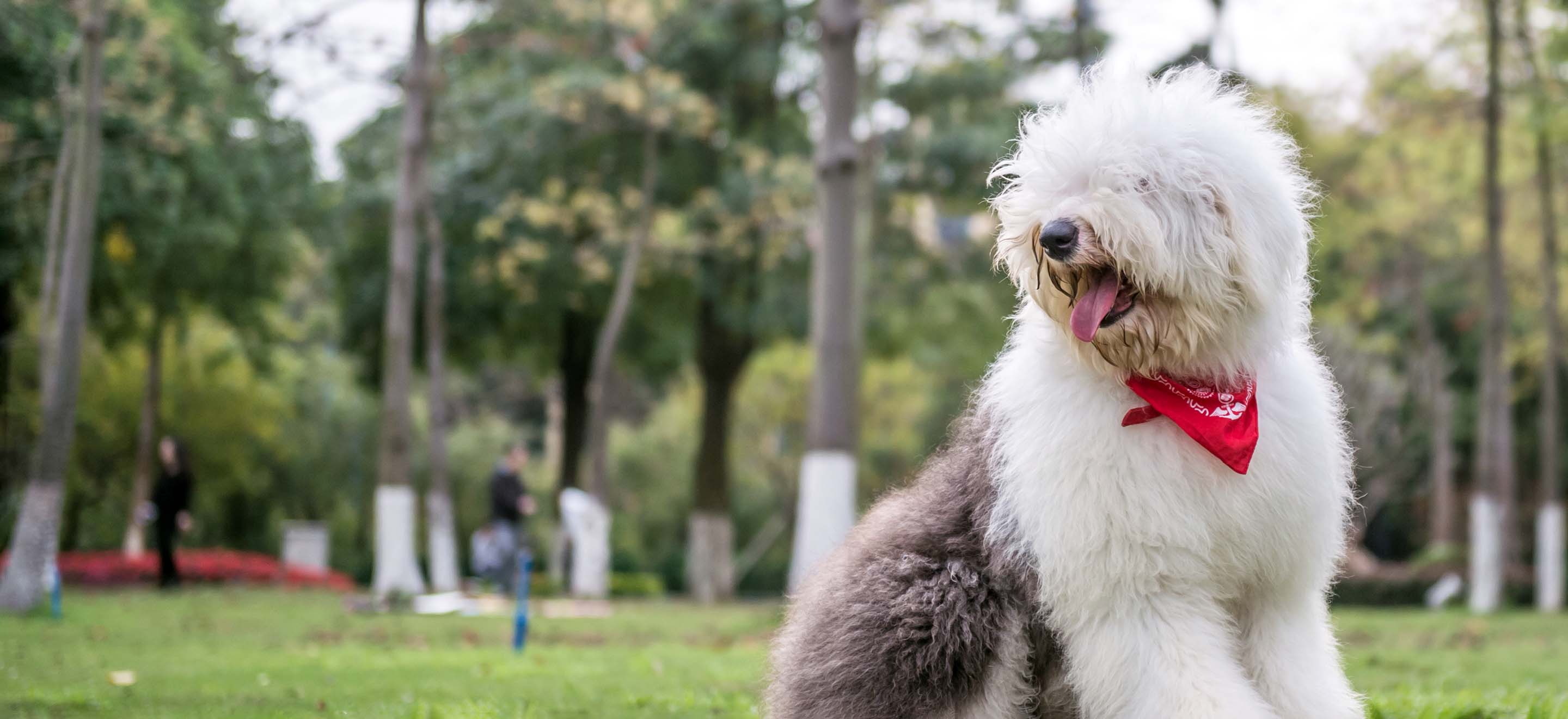 A Old English Sheepdog wearing a red neck scarf standing in a park image