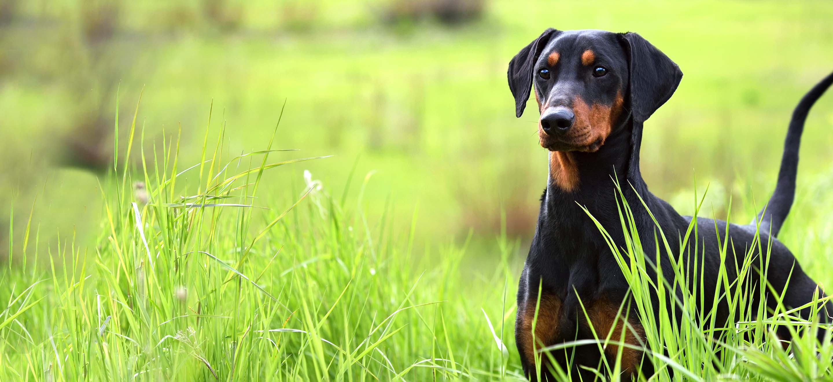 A German Pinscher dog standing in the tall grass image