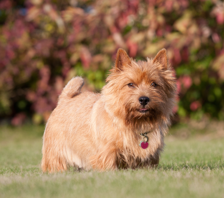 Picture of Norwich Terrier