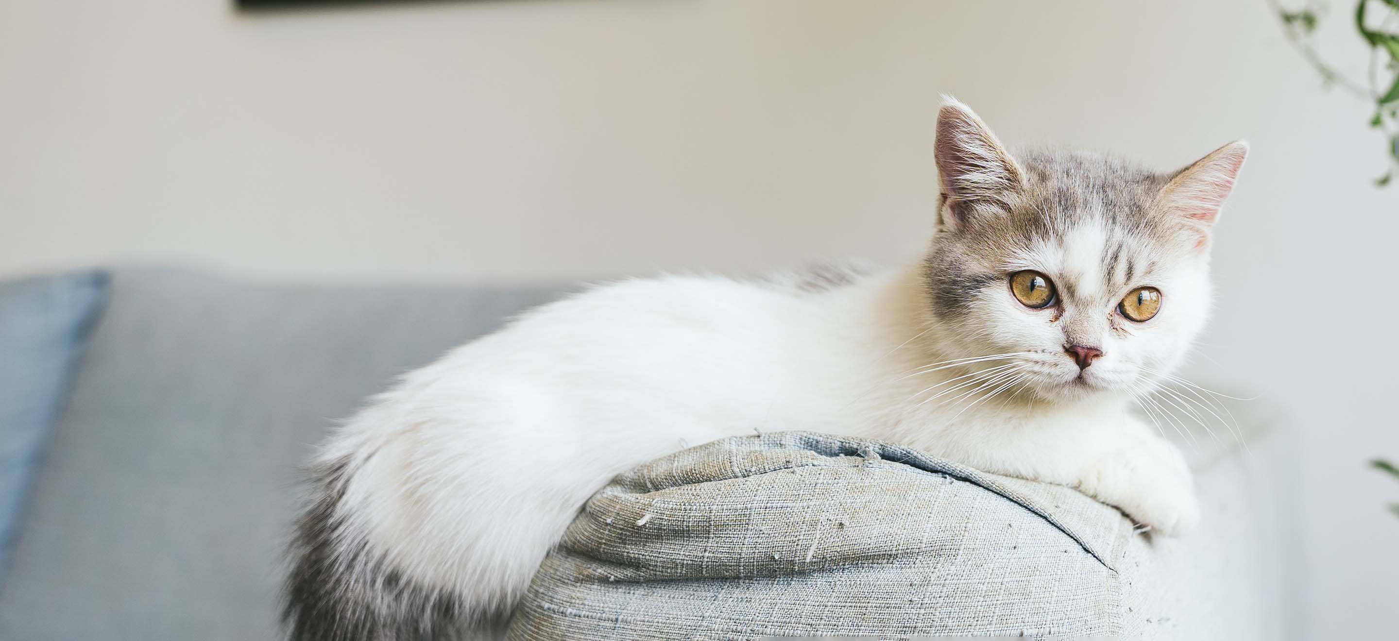 White and gray Munchkin cat laying on a gray couch arm in the living room image