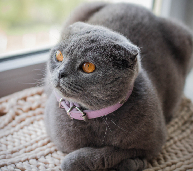 Picture of Scottish Fold