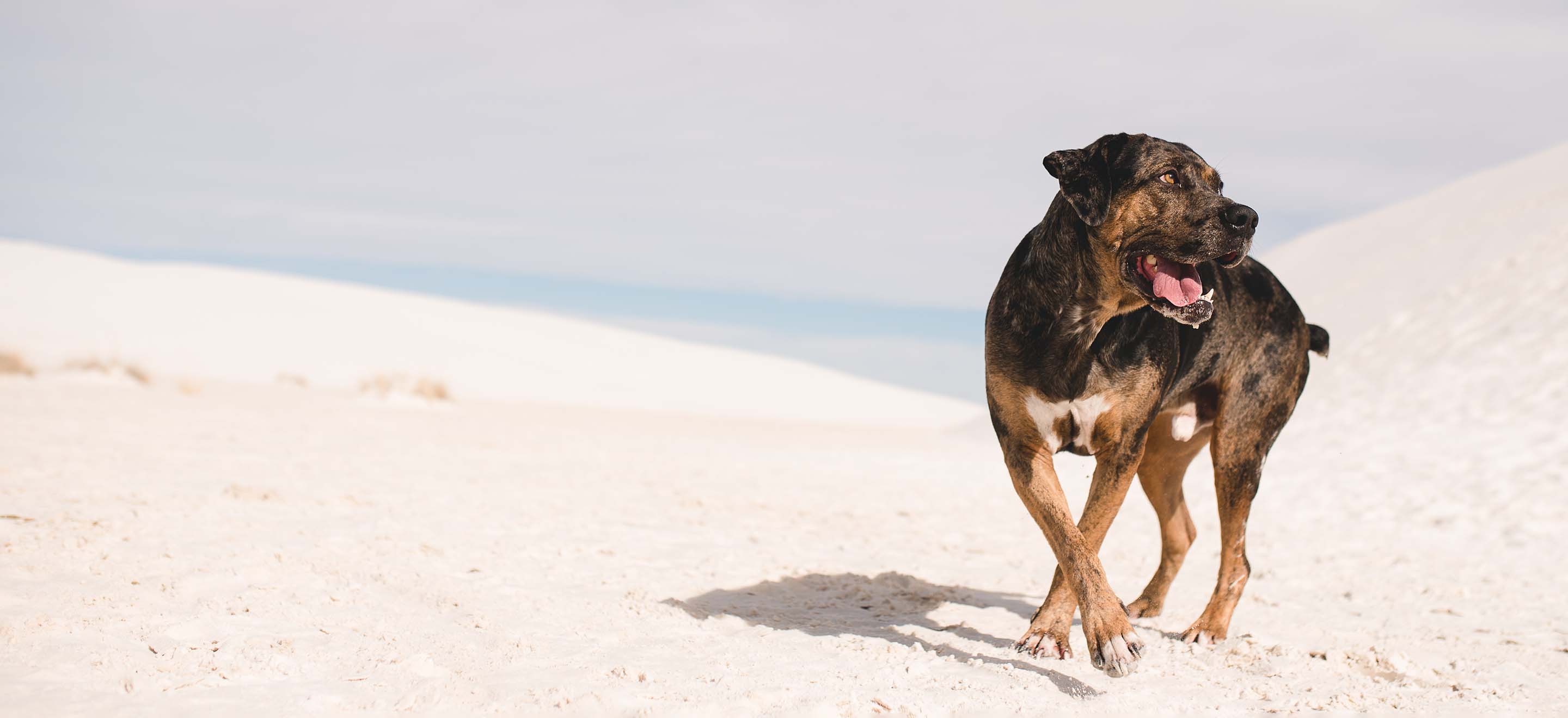 A Catahoula Leopard Dog walking in sand dunes image