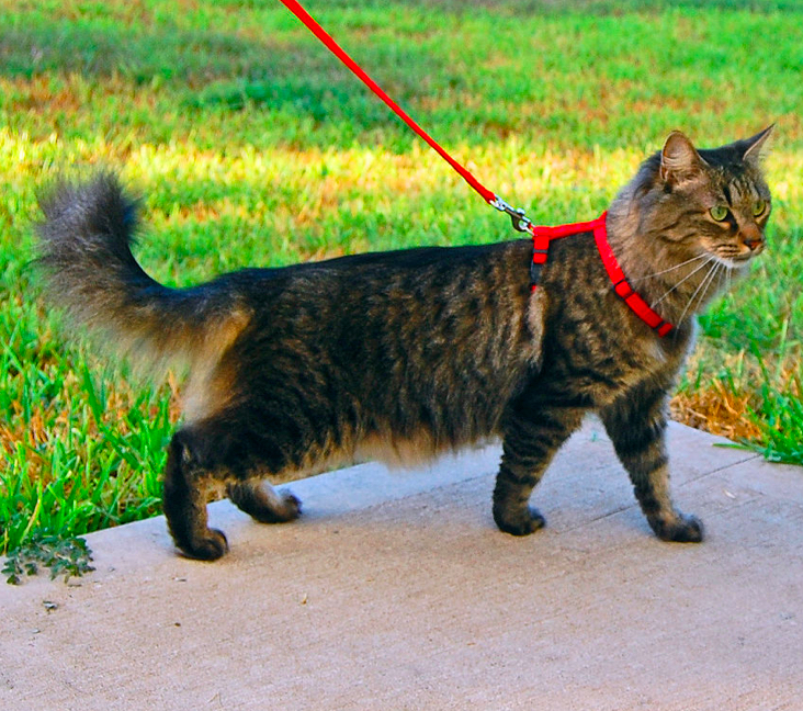 Picture of Domestic Longhair