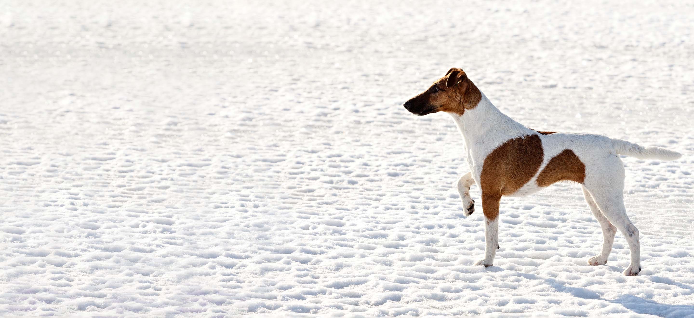 A Smooth Fox Terrier standing in a pointing stance in the snowy ground covered with footprints image