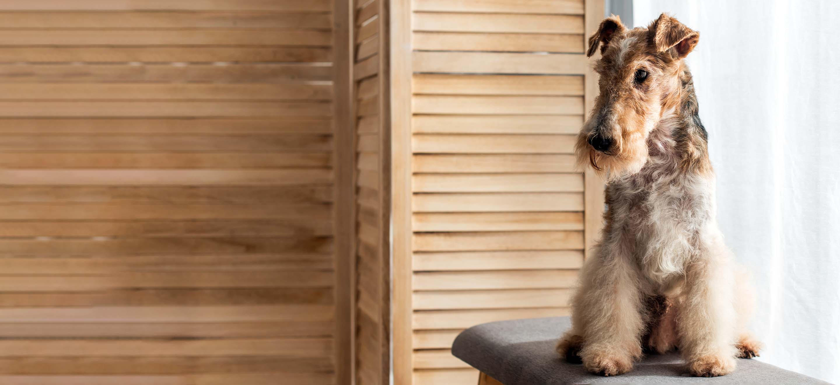 A Wirehaired Fox Terrier sitting on a stool next to a white curtain and a wooden panel screen image