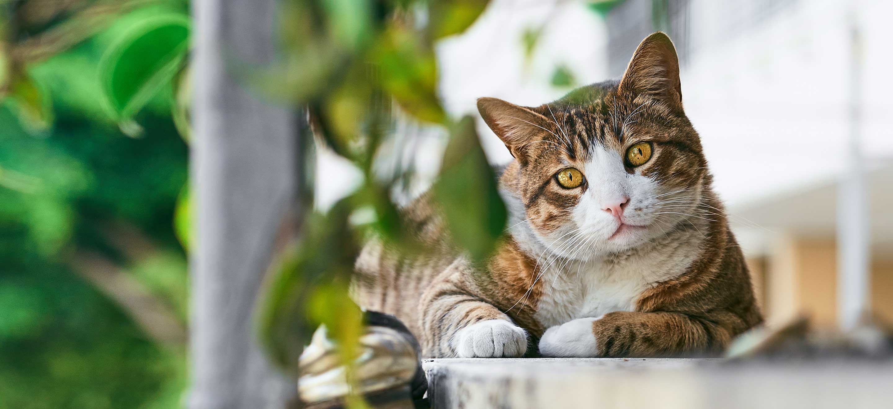 Brown and white tabby cat near vines image