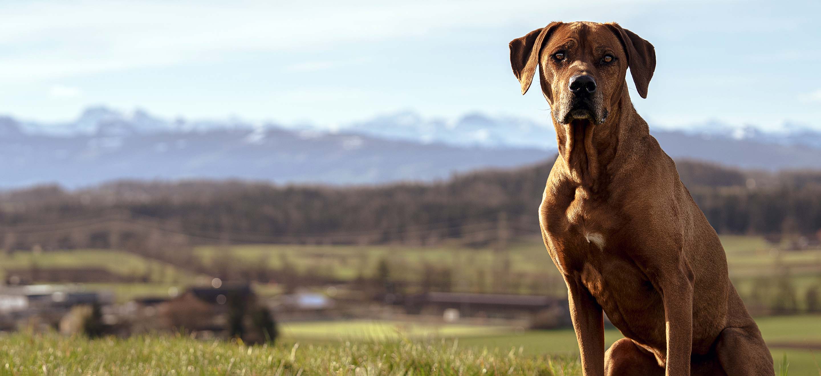 A Rhodesian Ridgeback dog standing in front of a mountain scene image
