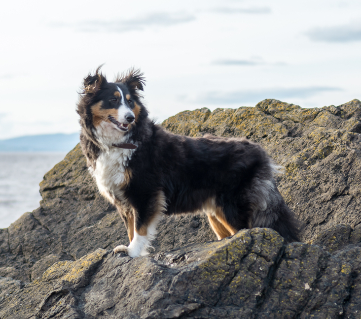 Picture of Shetland Sheepdog