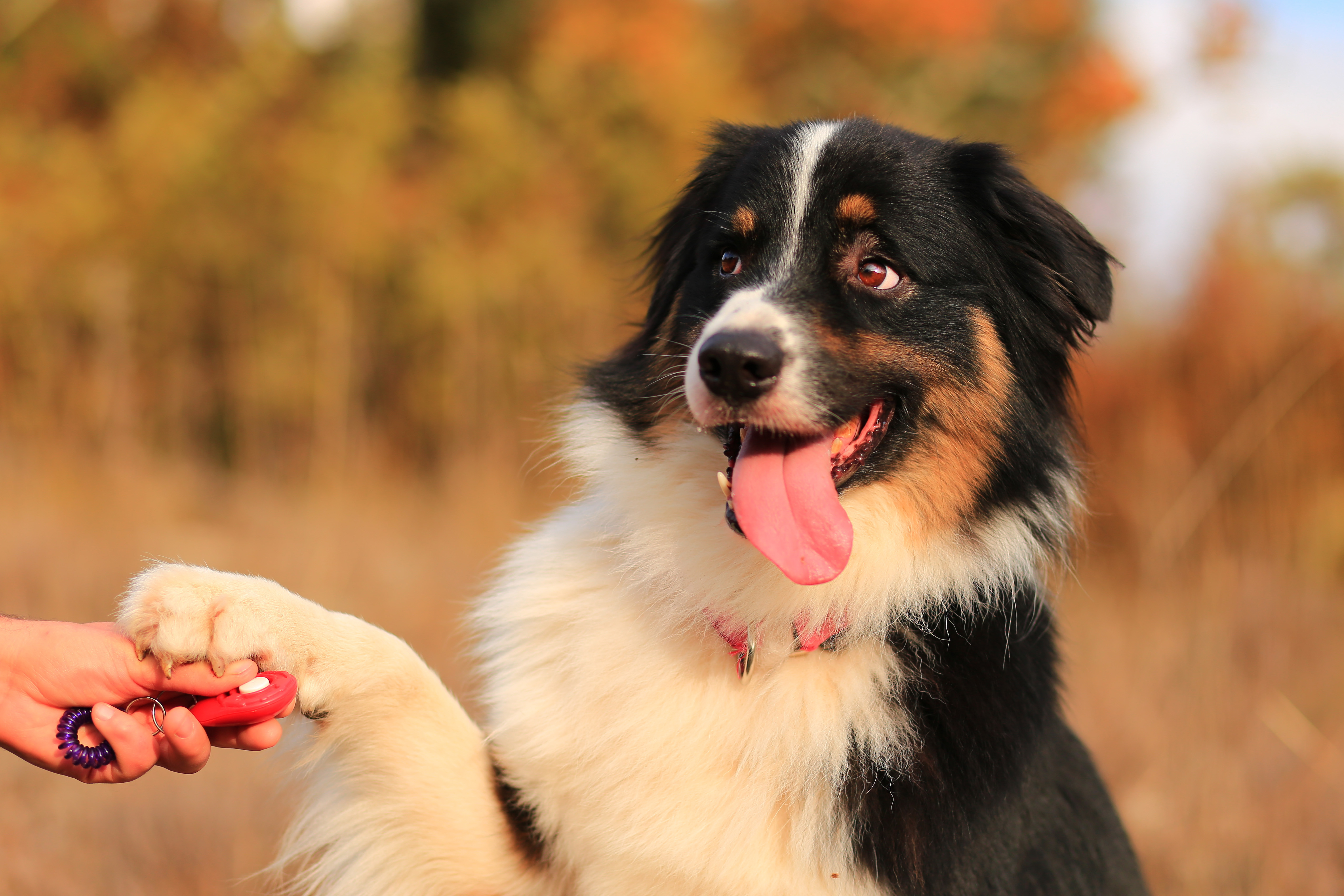 are aussie shepherds easy to train