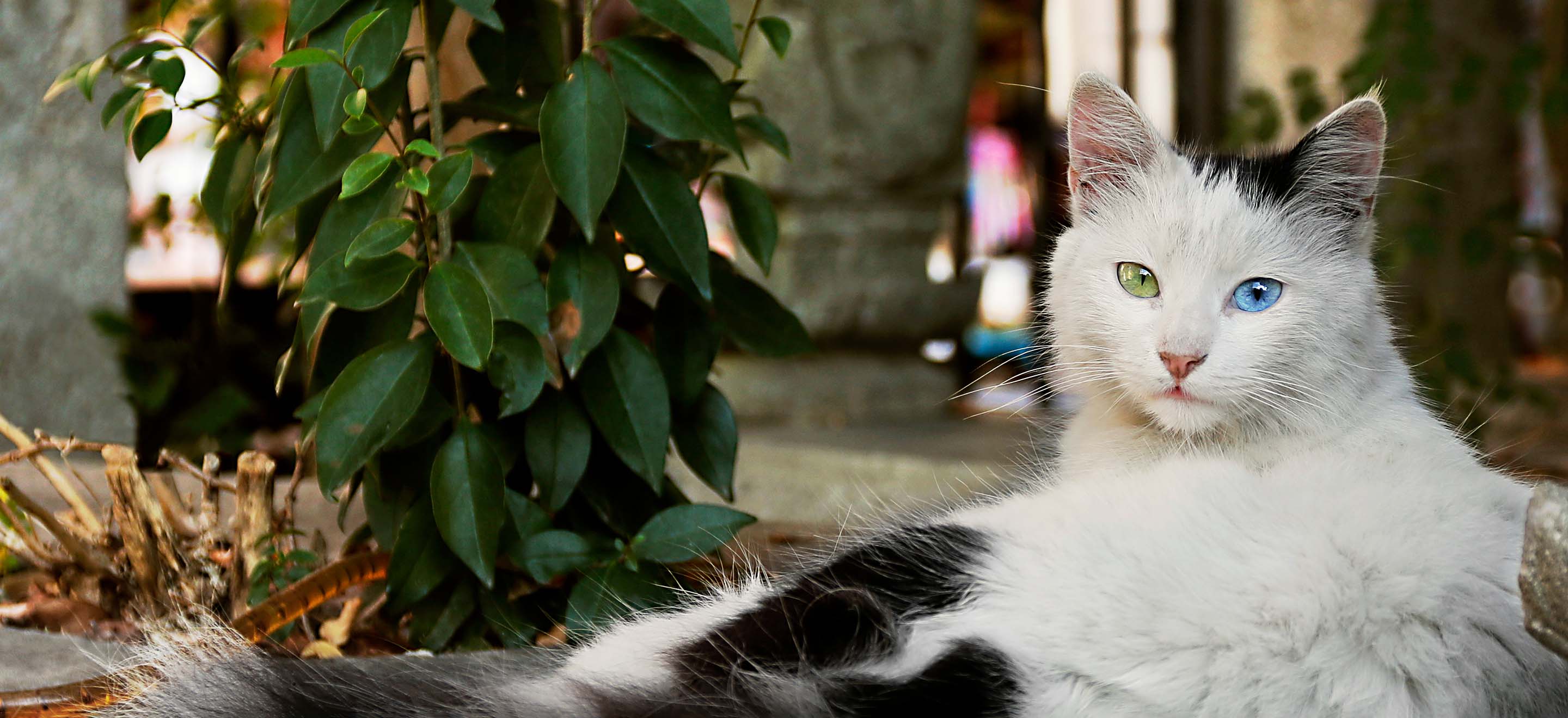 White and black spotted Turkish Angora cat with one blue eye and one green eye laying next to a potted plant image