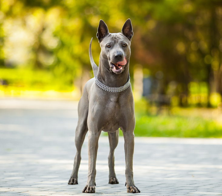 Picture of Thai Ridgeback