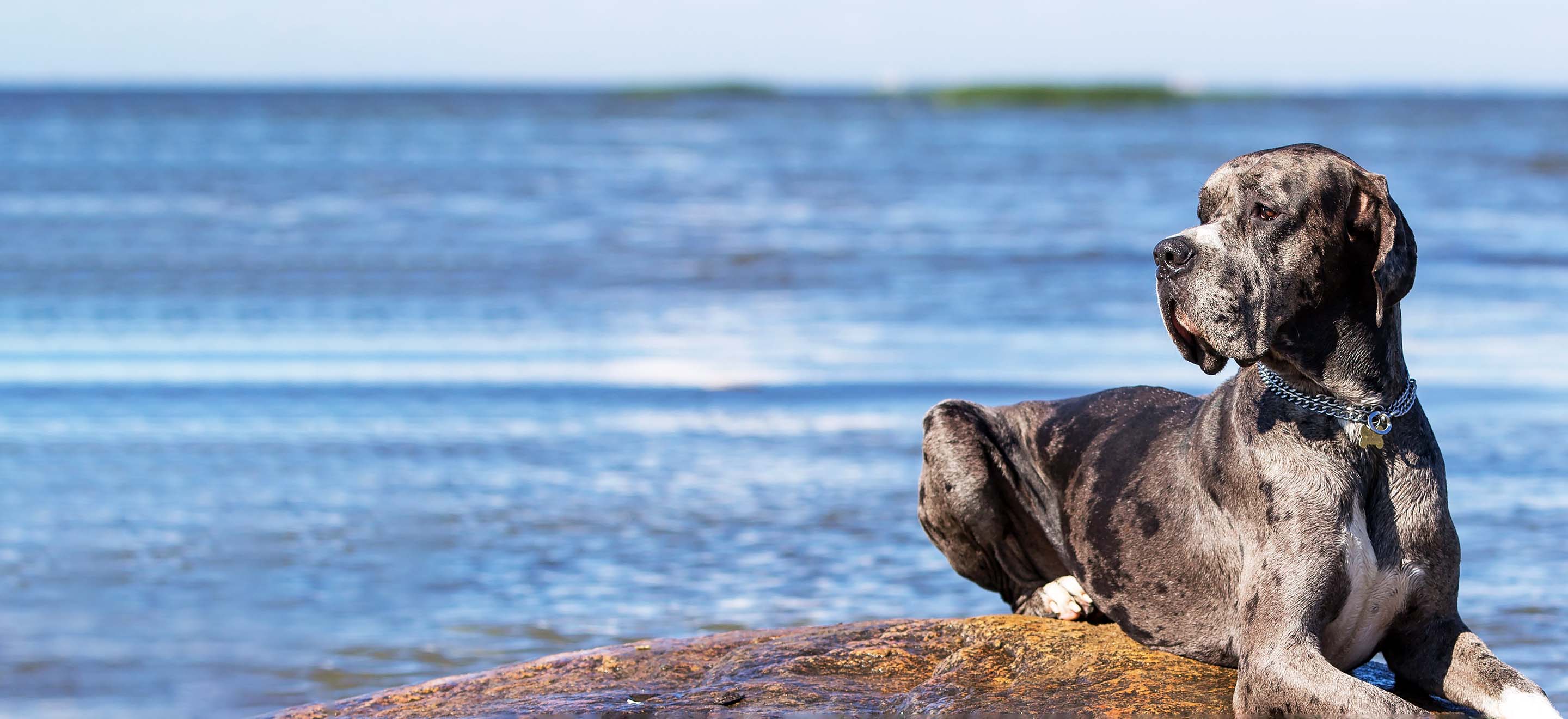 A gray spotted Mastiff dog laying on a rock in front of the ocean image