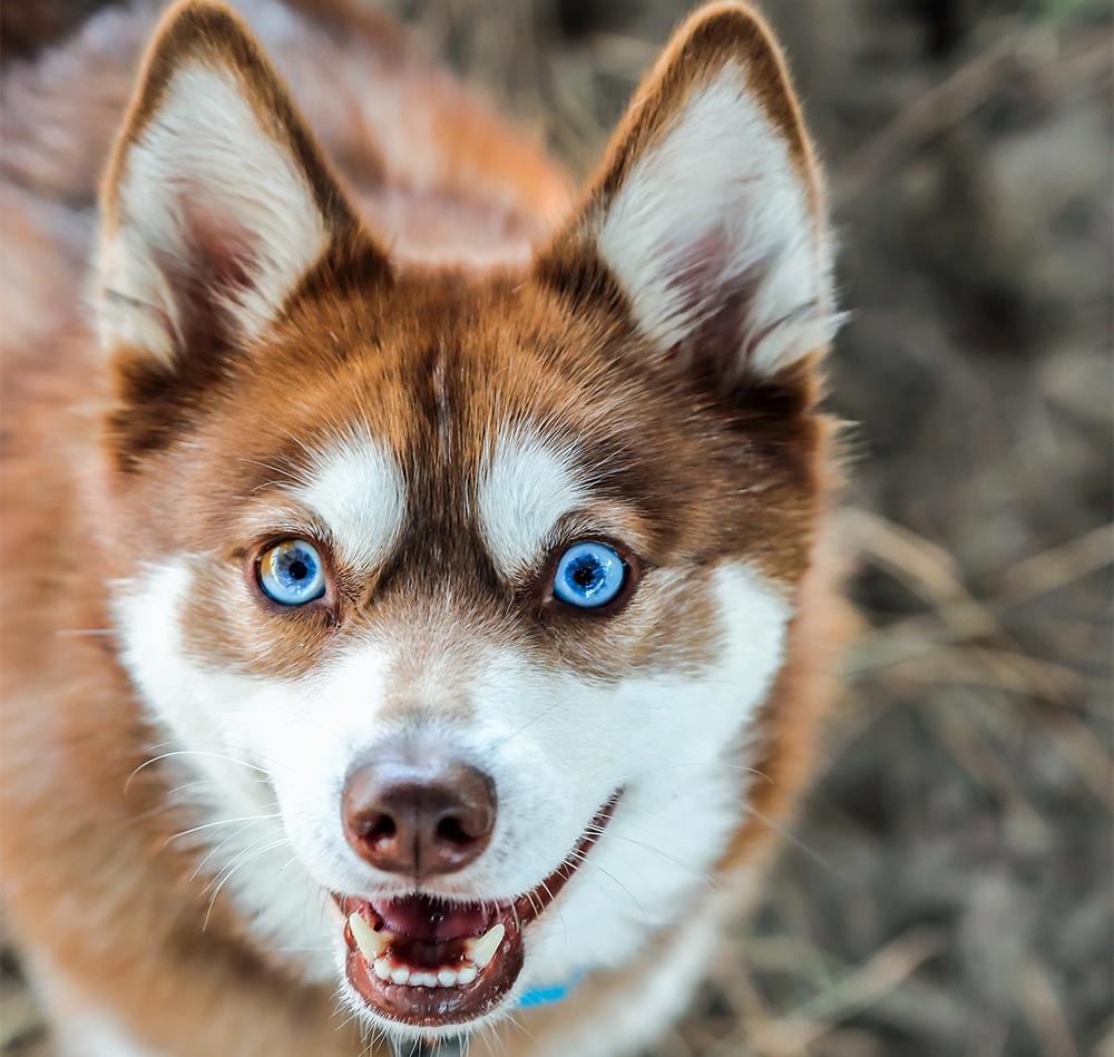 Alaskan Klee Kai Guide: History, Features & Taking Care - Lil Pet
