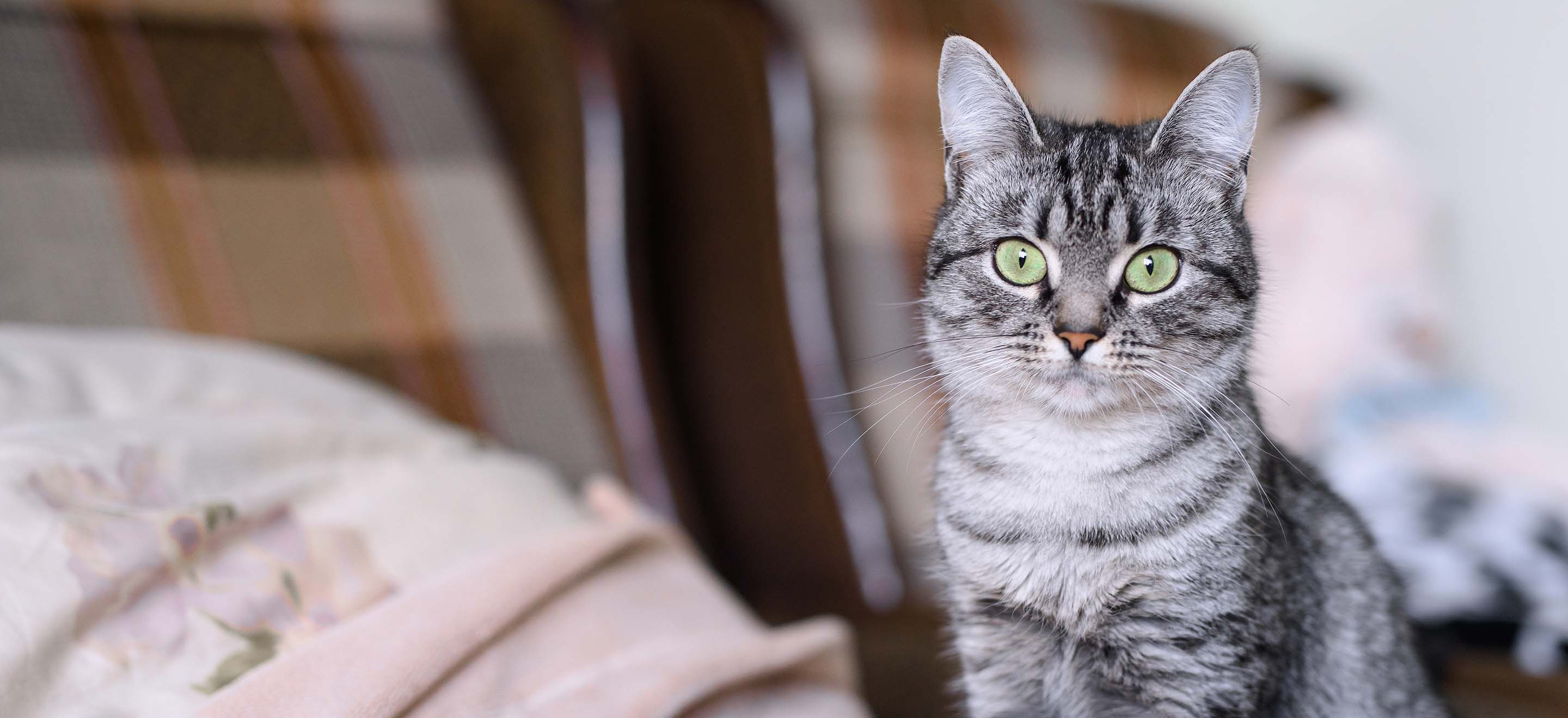 Gray striped cat looking at the camera while seated on the bed image