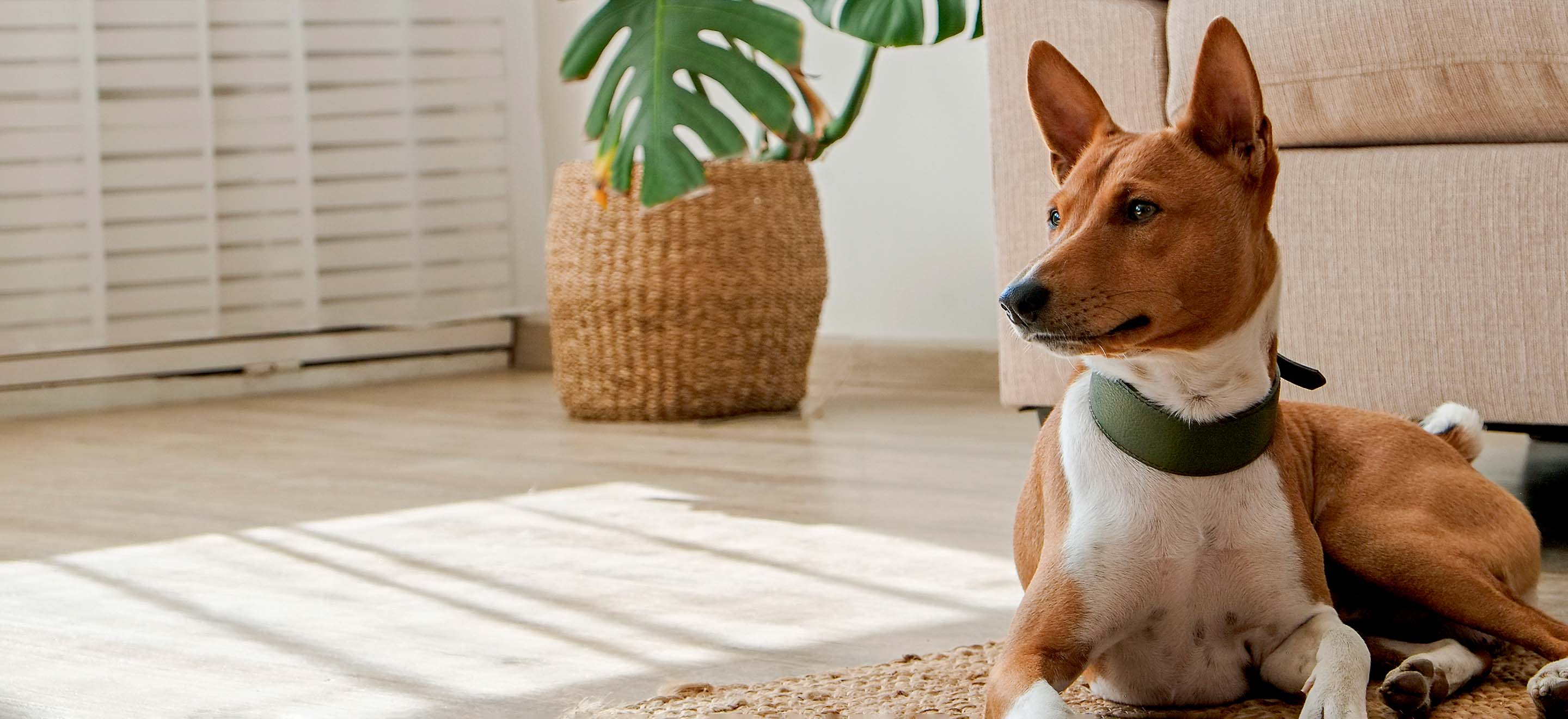 Basenji dog wearing a thick green collar laying on the living room floor next to a potted Monstera plant image