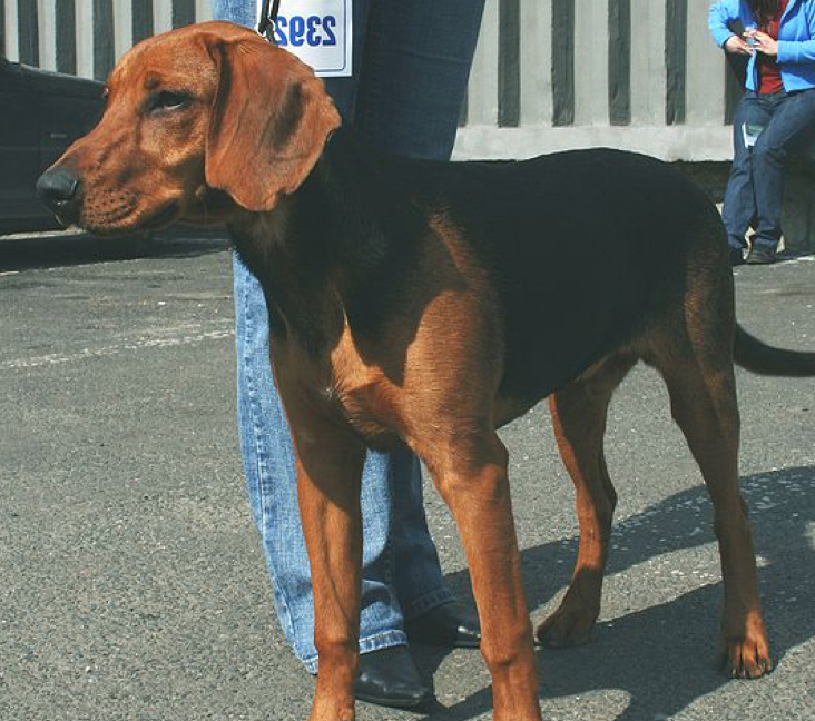 Picture of Schiller Hound