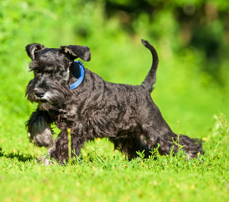 Schnauzer (Miniature) Puppies and Dogs in Orillia, ON - Buy or Adopt