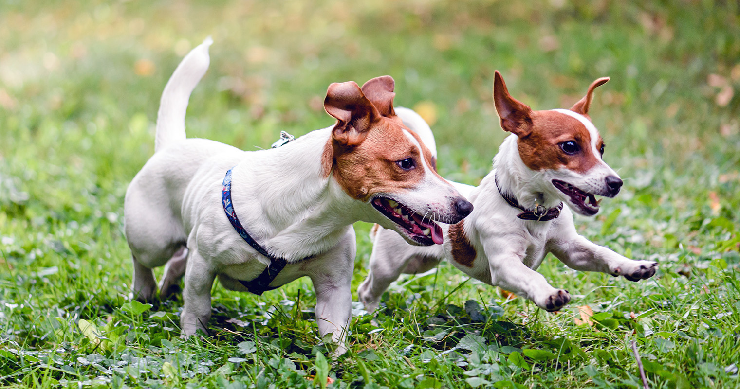Jack Rasor Dogs Rat Terrier vs. Jack Russell