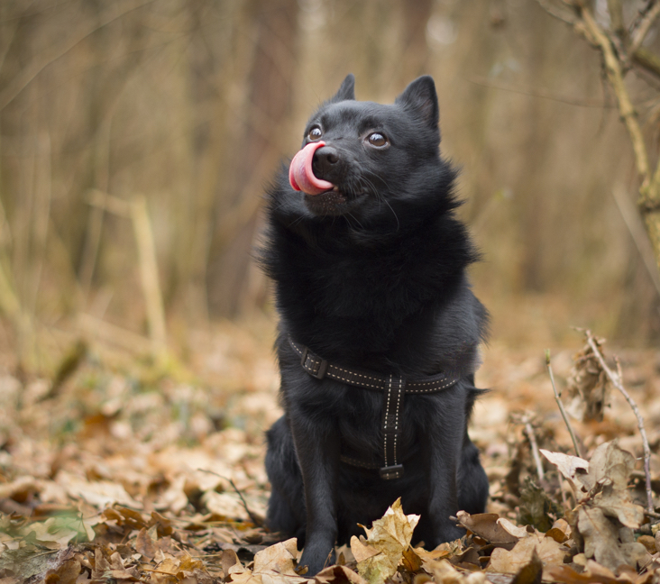 Picture of Schipperke