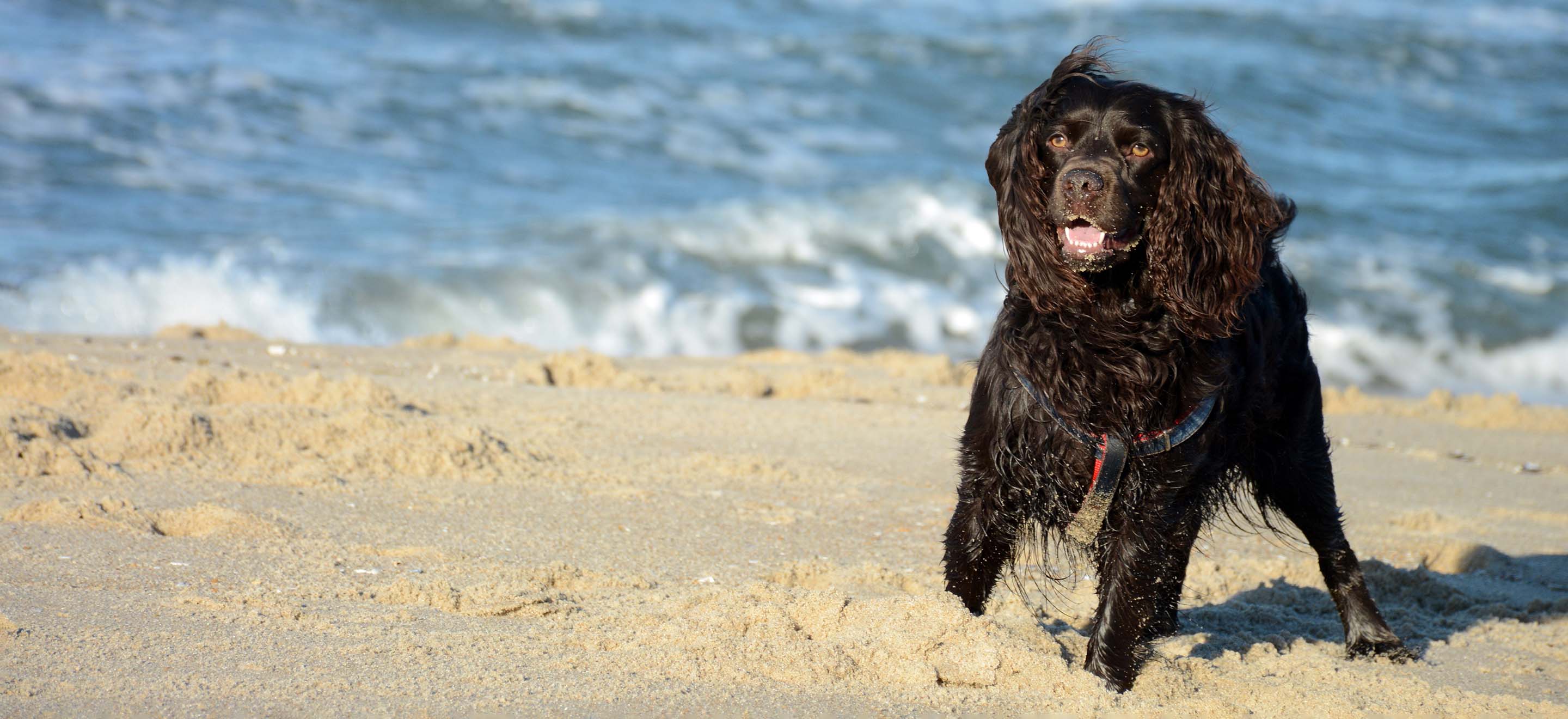 Dark Brown Boykin Spaniel standing in the sand at the beach image