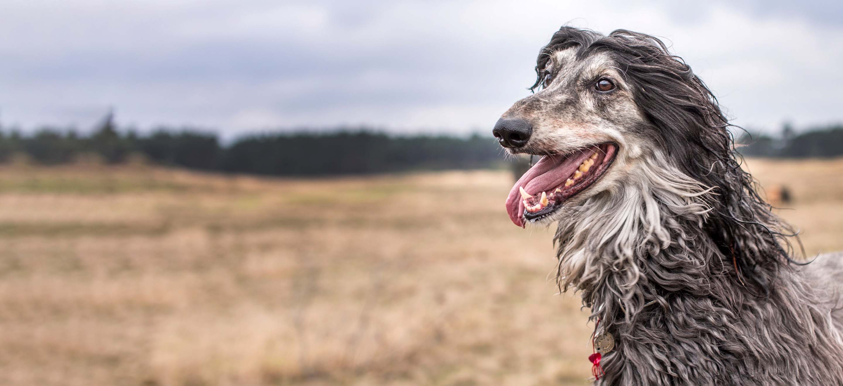 A white and gray Afghan Hound dog smiling in a prairie field image