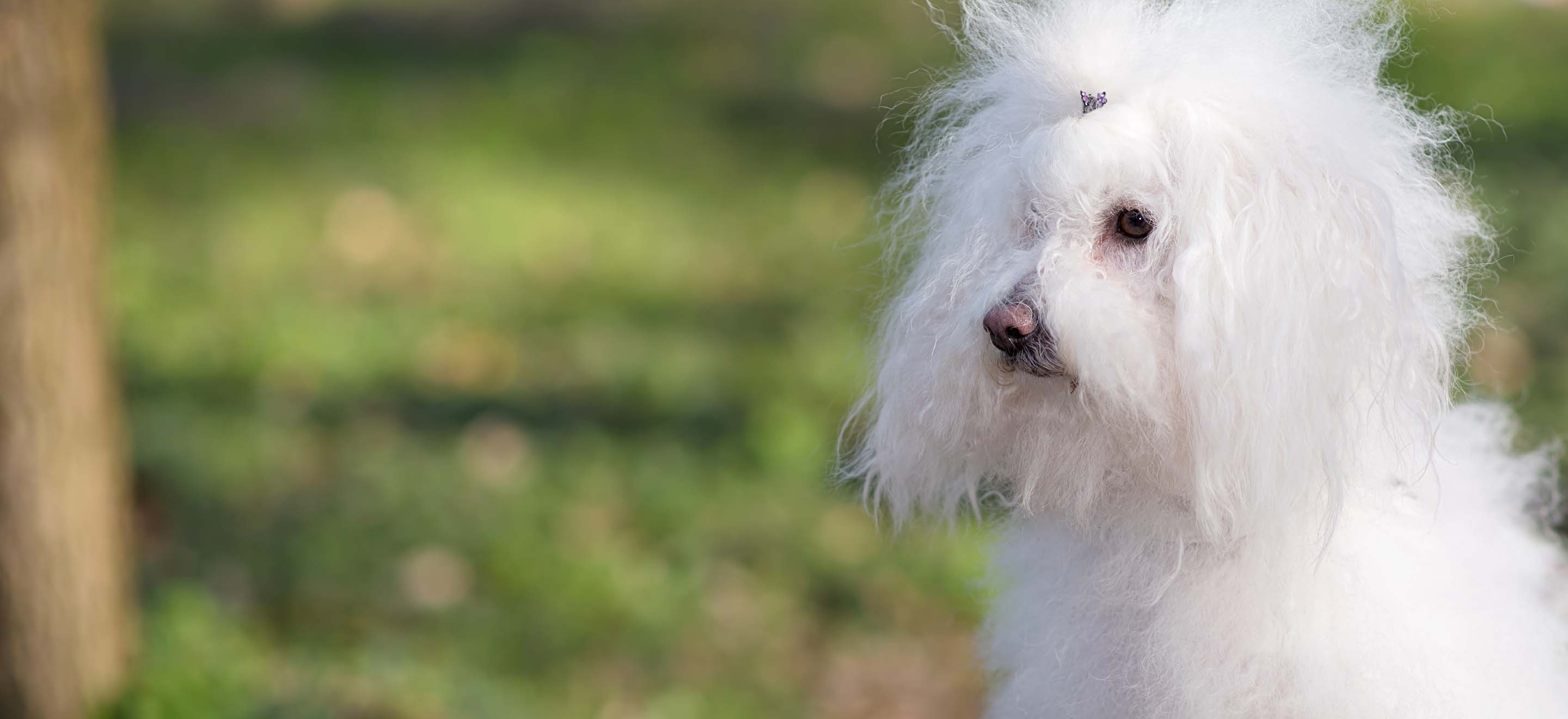 Fluffy white Bolognese dog standing in the park image