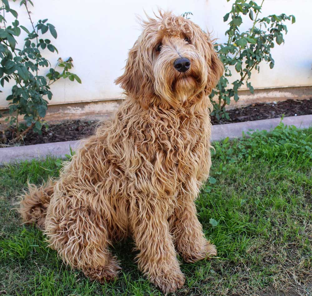 Picture of Labradoodle