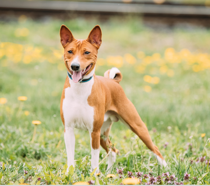 basenji lab mix puppies